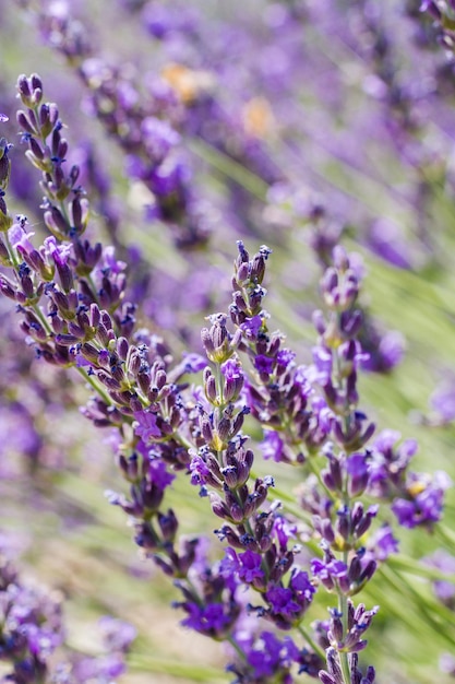 Lavanda en flor en la granja de lavanda.