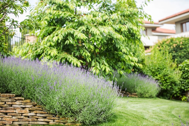 La lavanda en flor hermosa crece en un jardín en una mansión privada