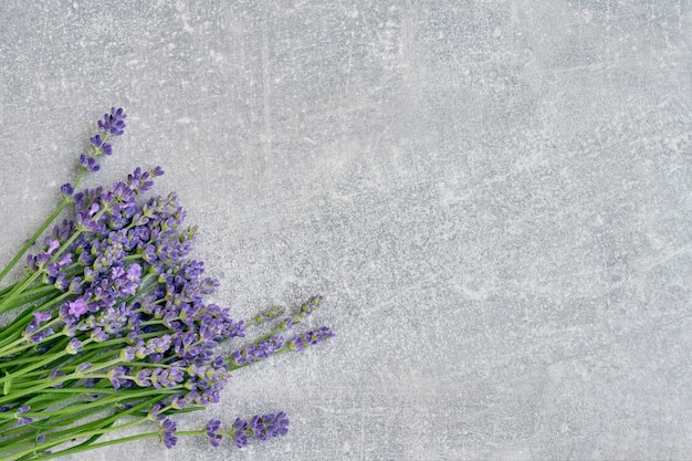 La lavanda florece el ramo en fondo gris.