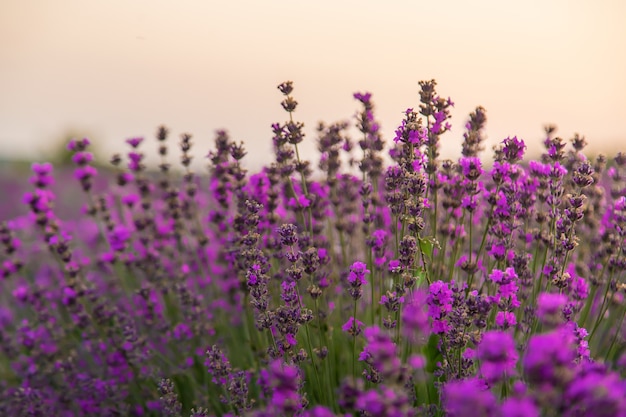 Lavanda floreciente en el jardín. Enfoque selectivo. Naturaleza.