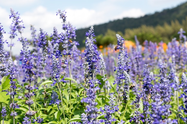 Lavanda Flores en el jardín