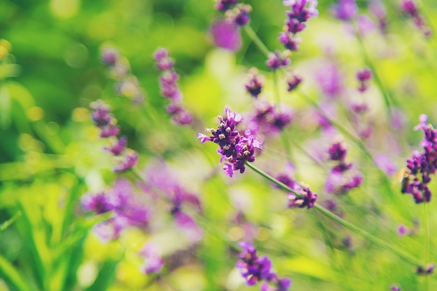 Lavanda florescendo no jardim. foco seletivo. natureza.