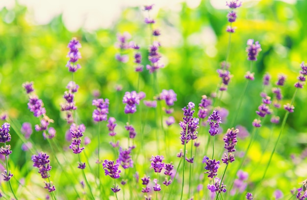 Lavanda florescendo no jardim. foco seletivo. natureza.