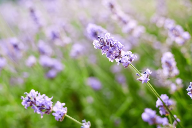 Lavanda florescendo no jardim