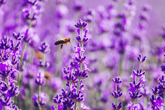 Lavanda florescente polinizada por abelha em um campo ao pôr do sol provence frança fecha foco seletivo