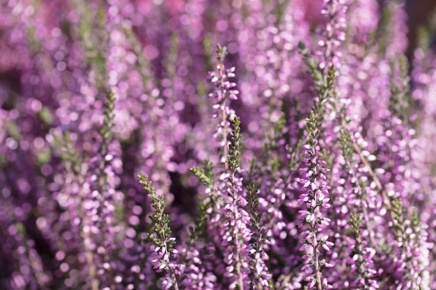 Lavanda de fondo de cerca Textura de flores moradas