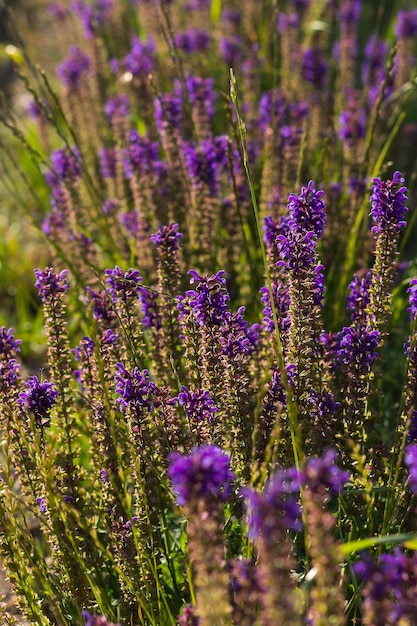 Lavanda en fondo de contraluz