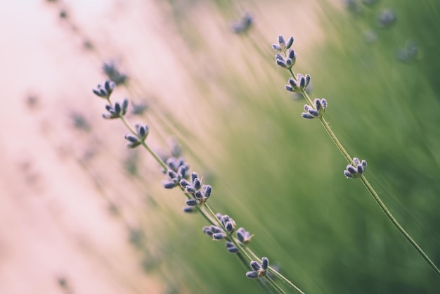 Lavanda hermosas flores