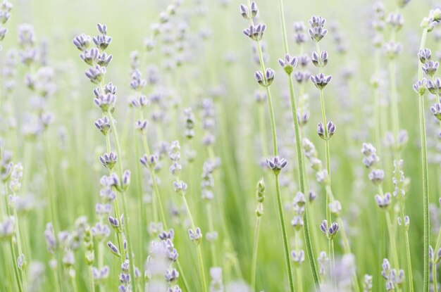 Lavanda hermosas flores