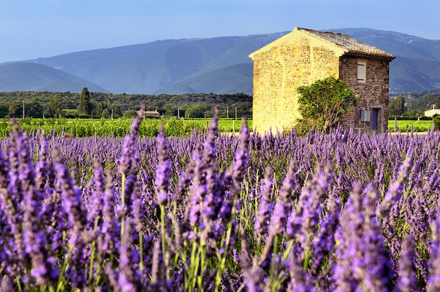 Lavanda en un hermoso paisaje