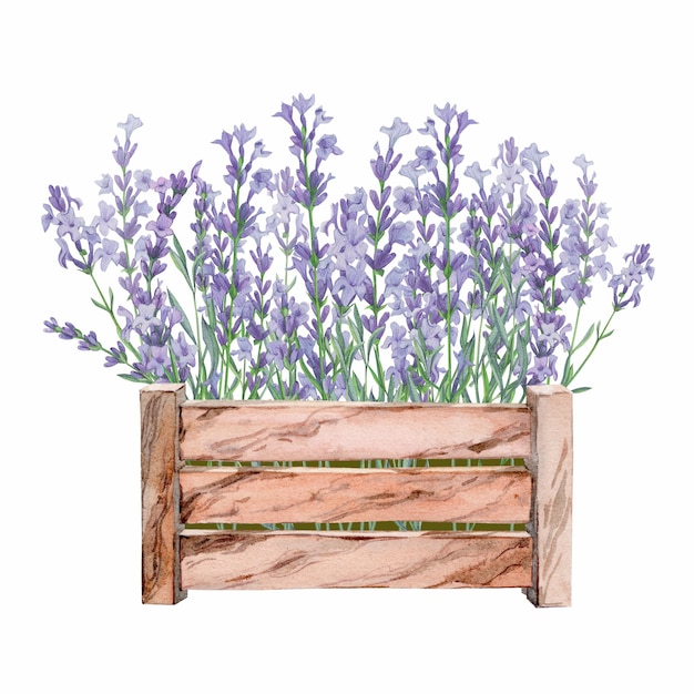 Lavanda en una ilustración de acuarela de caja