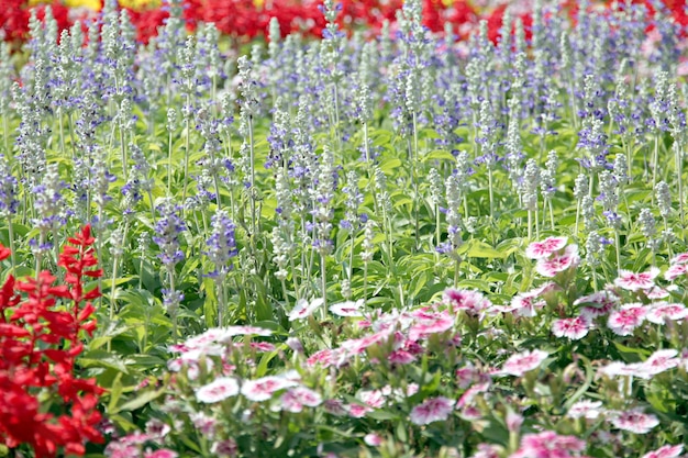 Lavanda de invierno.