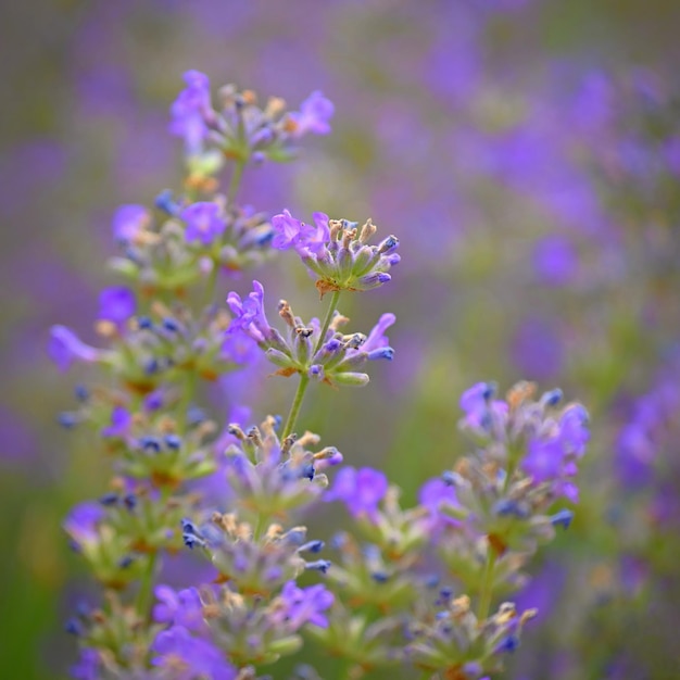 Lavanda Lavandula Hermosa flor morada planta medicinal Fondo colorido natural