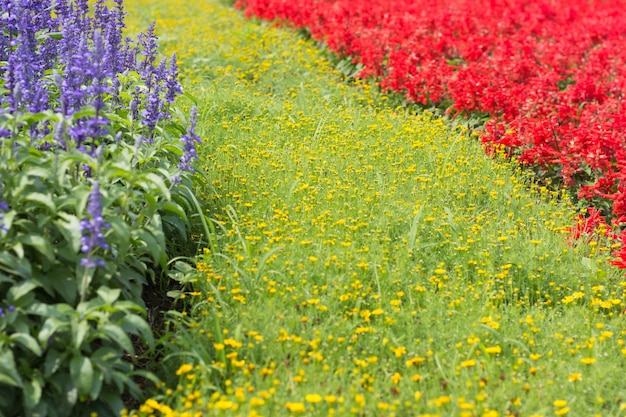 Lavanda, margarita y flor roja.