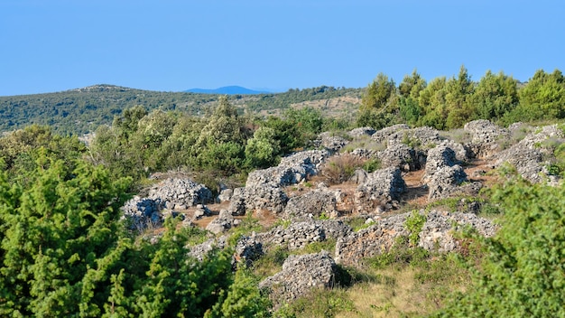 Lavanda de montaña en la isla de Hvar en Croacia