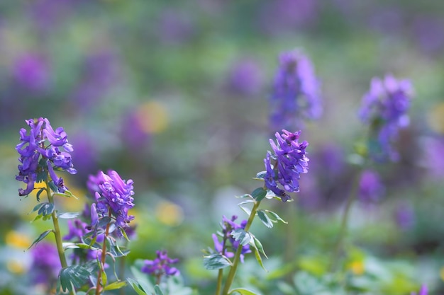 Lavanda morada en un campo. Flores moradas en el jardín.