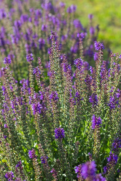 Lavanda no fundo da luz de fundo