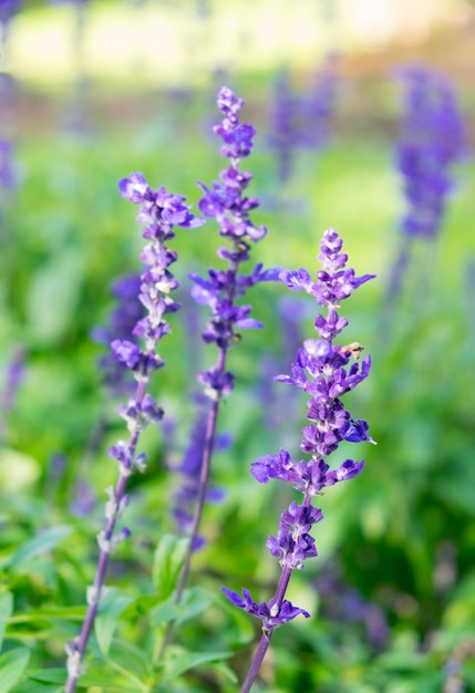 Lavanda púrpura flor de cerca en el jardín