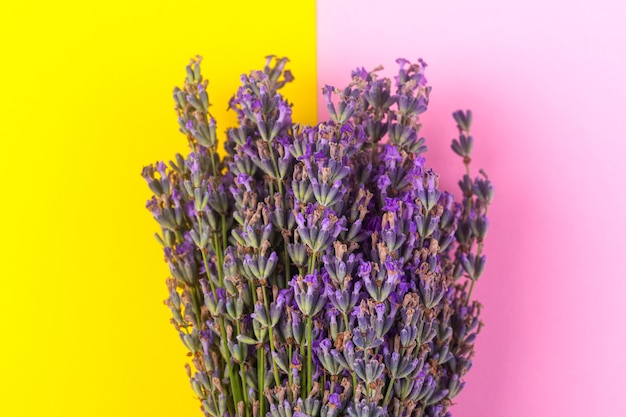 Lavanda roxa florescendo