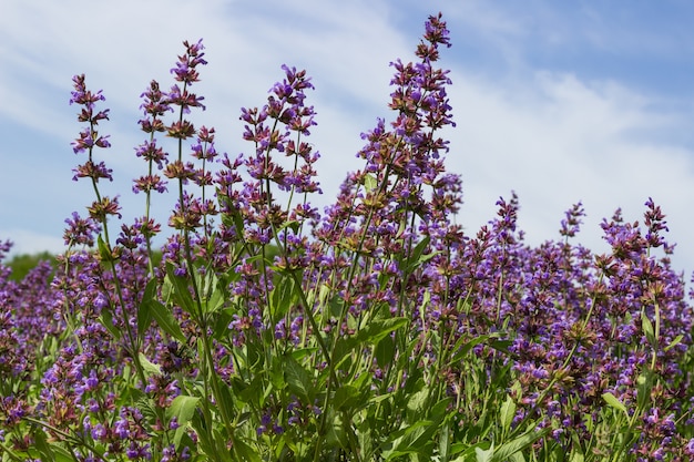 Lavanda roxa florescendo.