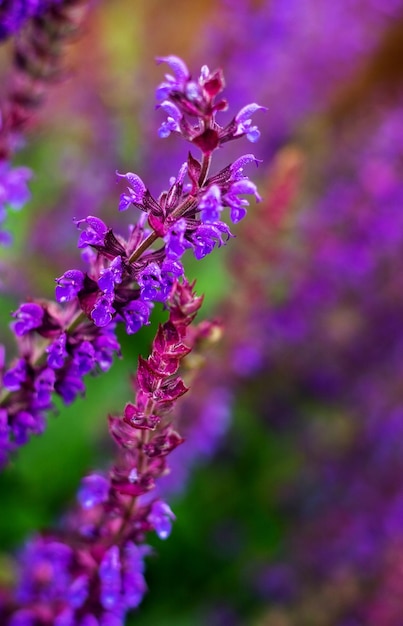 Lavanda roxa no jardim