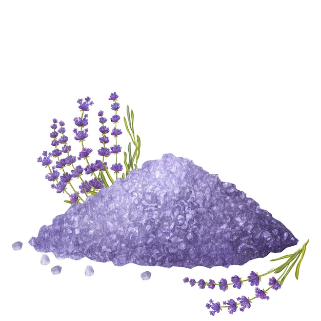 Lavanda sal marina pila flores hojas Aromaterapia spa baño Púrpura lila violeta Mano dibujar acuarela ilustración aislada sobre fondo blanco