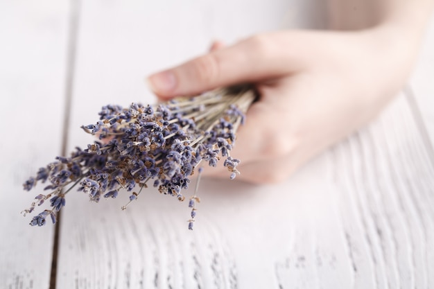 Lavanda seca nas mãos femininas