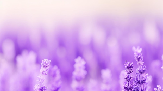 Lavanda Serenidad Desenfoque de fondo abstracto en tonos relajantes de lavanda