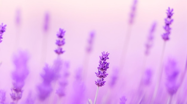 Lavanda Serenidad Desenfoque de fondo abstracto en tonos relajantes de lavanda