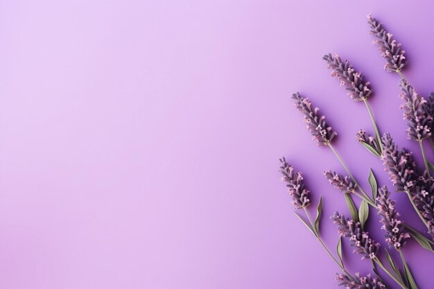 Lavanda sobre um fundo roxo