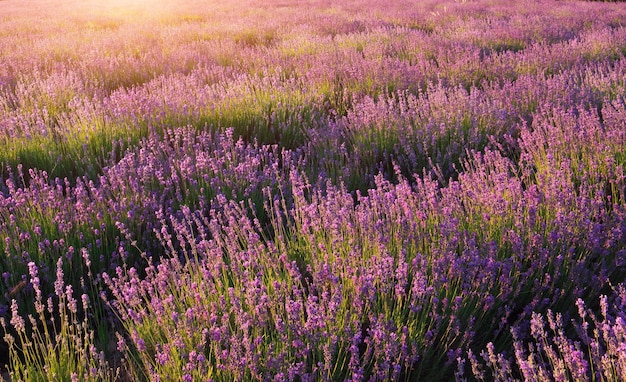 Lavanda textura naturaleza