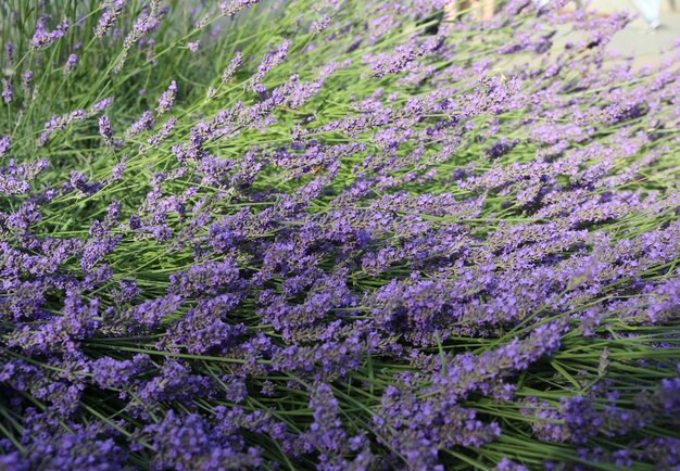 Lavanda vulgaris fechar o fundo