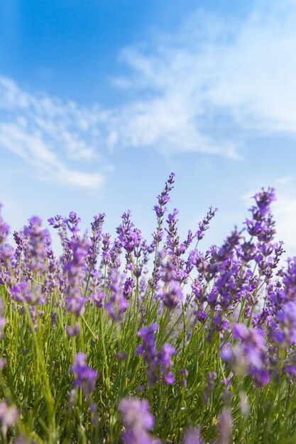 lavanda