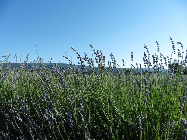 Las lavandas florecen en el campo contra el cielo