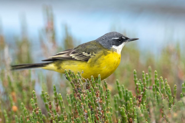 Lavandera amarilla Motacilla flava Málaga España