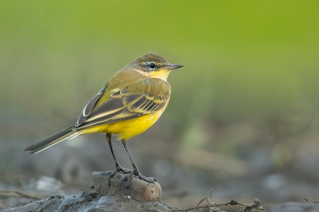 Lavandera amarilla Motacilla flava sentada en el barro