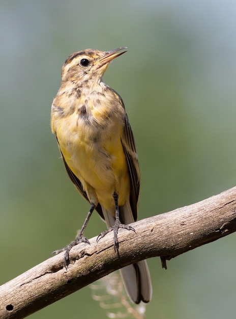 Lavandera amarilla occidental Motacilla flava Un pájaro joven tomado de cerca