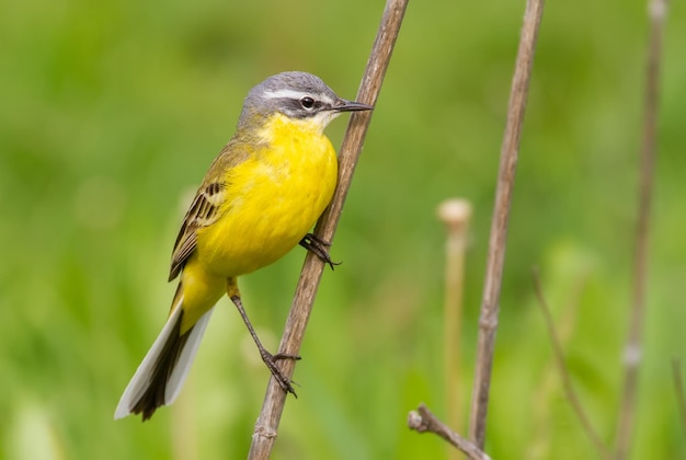 Lavandera amarilla occidental Motacilla flava El pájaro se sienta en el tallo de una planta seca