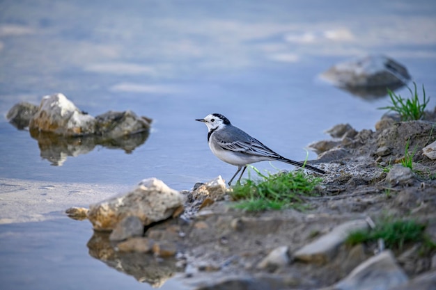 Lavandera blanca encaramada en una roca junto a un manantial de agua