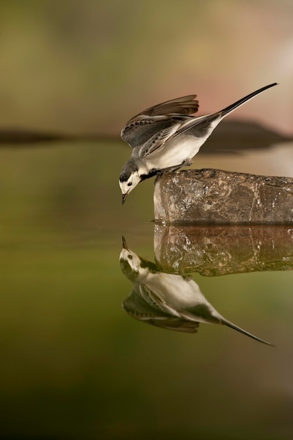 Lavandera blanca Motacilla alba Alicante España Europa