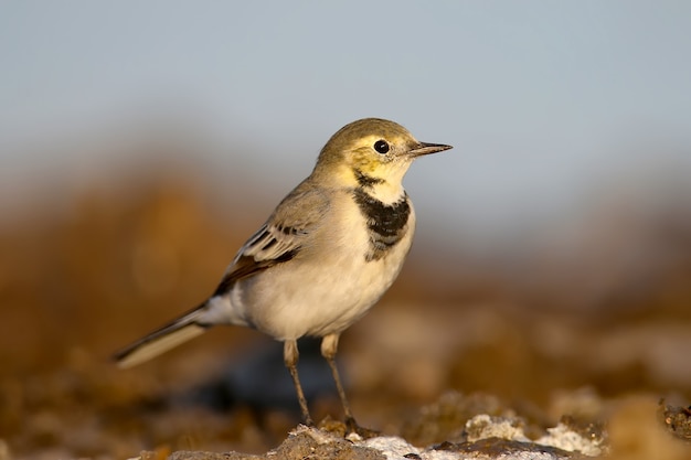 La lavandera blanca (Motacilla alba) se encuentra en un suelo en la suave luz de la mañana