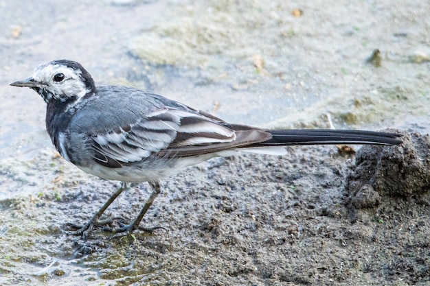 La lavandera blanca Motacilla alba es un pequeño pájaro paseriforme de la familia Motacillidae aves marinas comunes en Aiguamolls Emporda Girona España