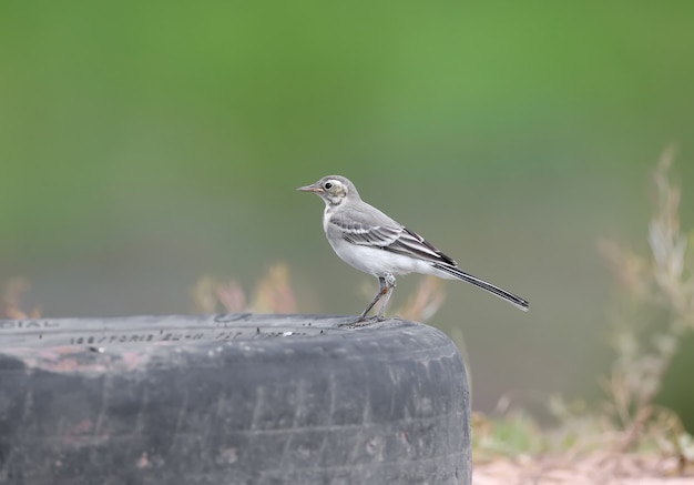 Lavandera blanca (Motacilla alba) fotografiado en el suelo y cerca de varios objetos