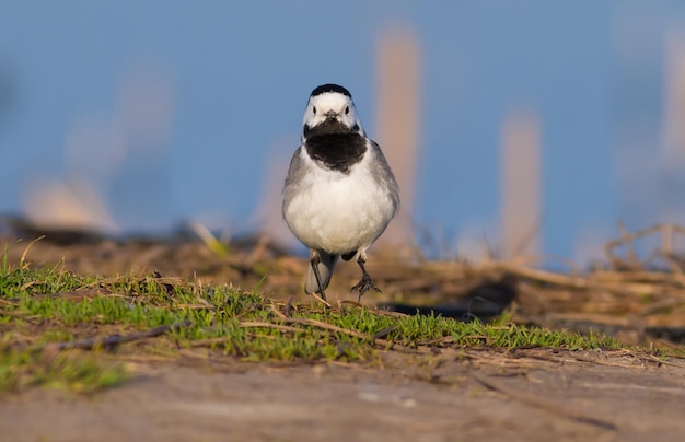 Lavandera blanca Motacilla alba Temprano en la mañana un pájaro camina por la orilla cerca del río