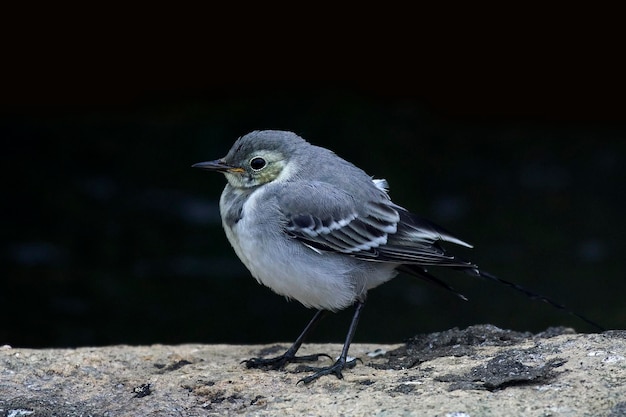 Lavandera blanca Motacilla alba