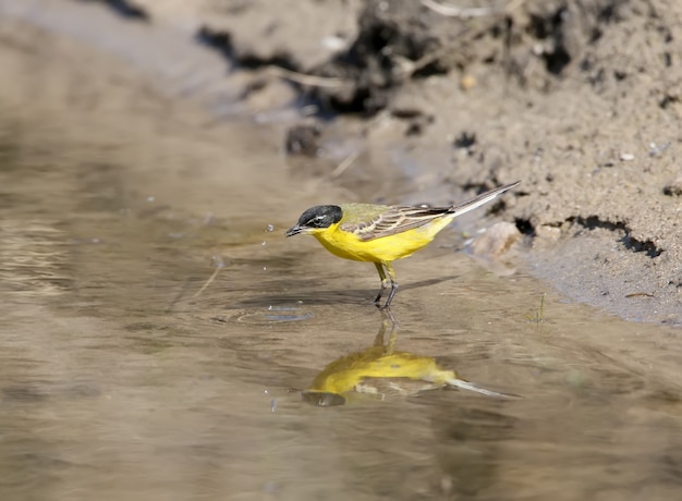 Lavandera de cabeza negra se encuentra en el agua del lago