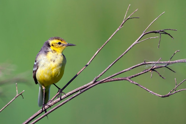 La lavandera citrina es un pequeño pájaro cantor de la familia Motacillidae.