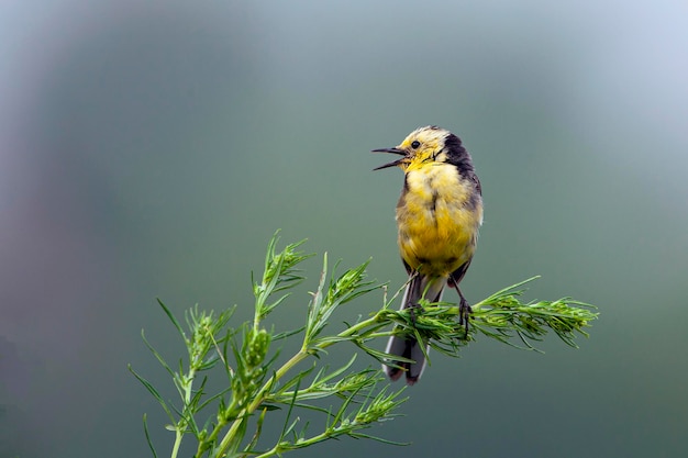 La lavandera citrina Motacilla citreola