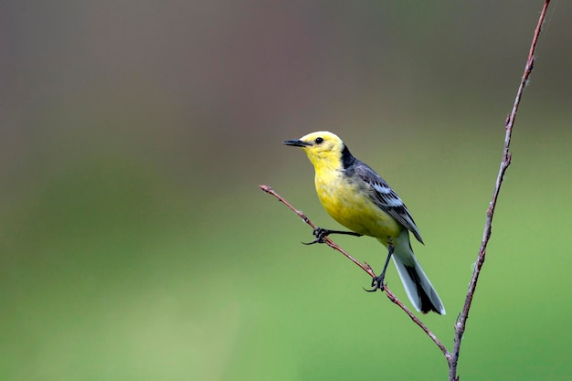 Una lavandera citrina con una presa en el pico se sienta en una rama...