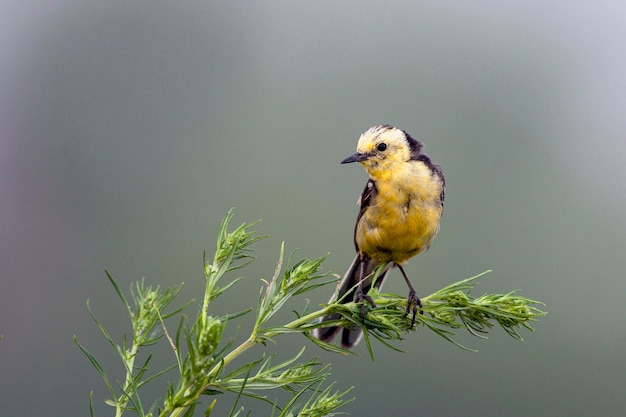 Una lavandera citrina con presa en su pico se sienta en una rama.